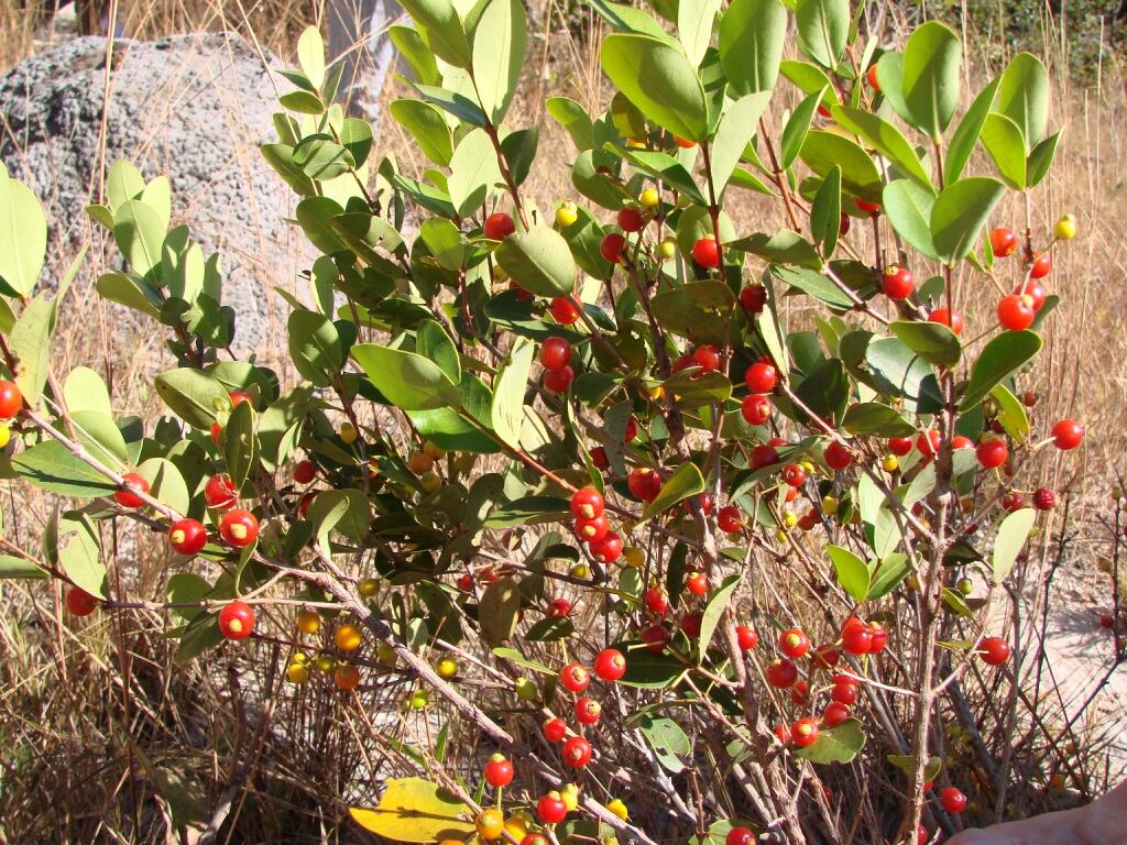 Eugenia_punicifolia-Joao_de_Deus_Medeiros.jpg