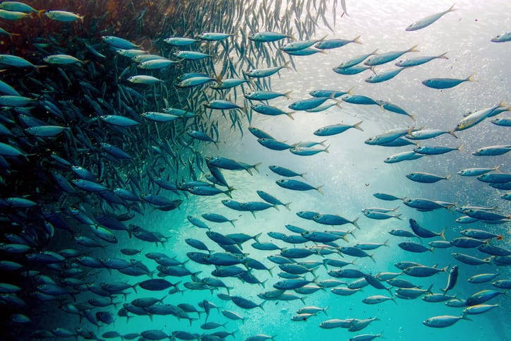 Global fisheries management is working, study asserts 
