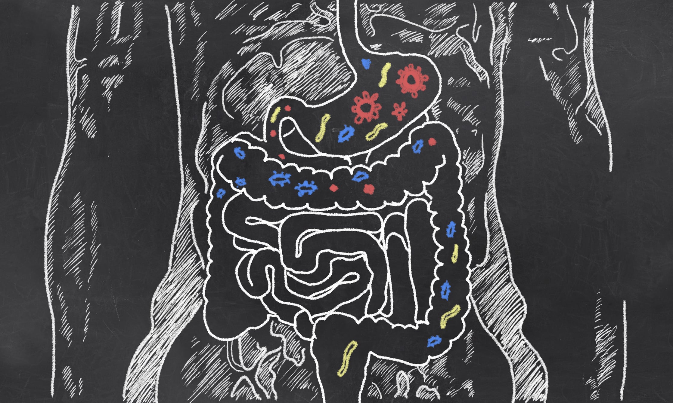Chilean currants may offer microbiome-boosting opportunities