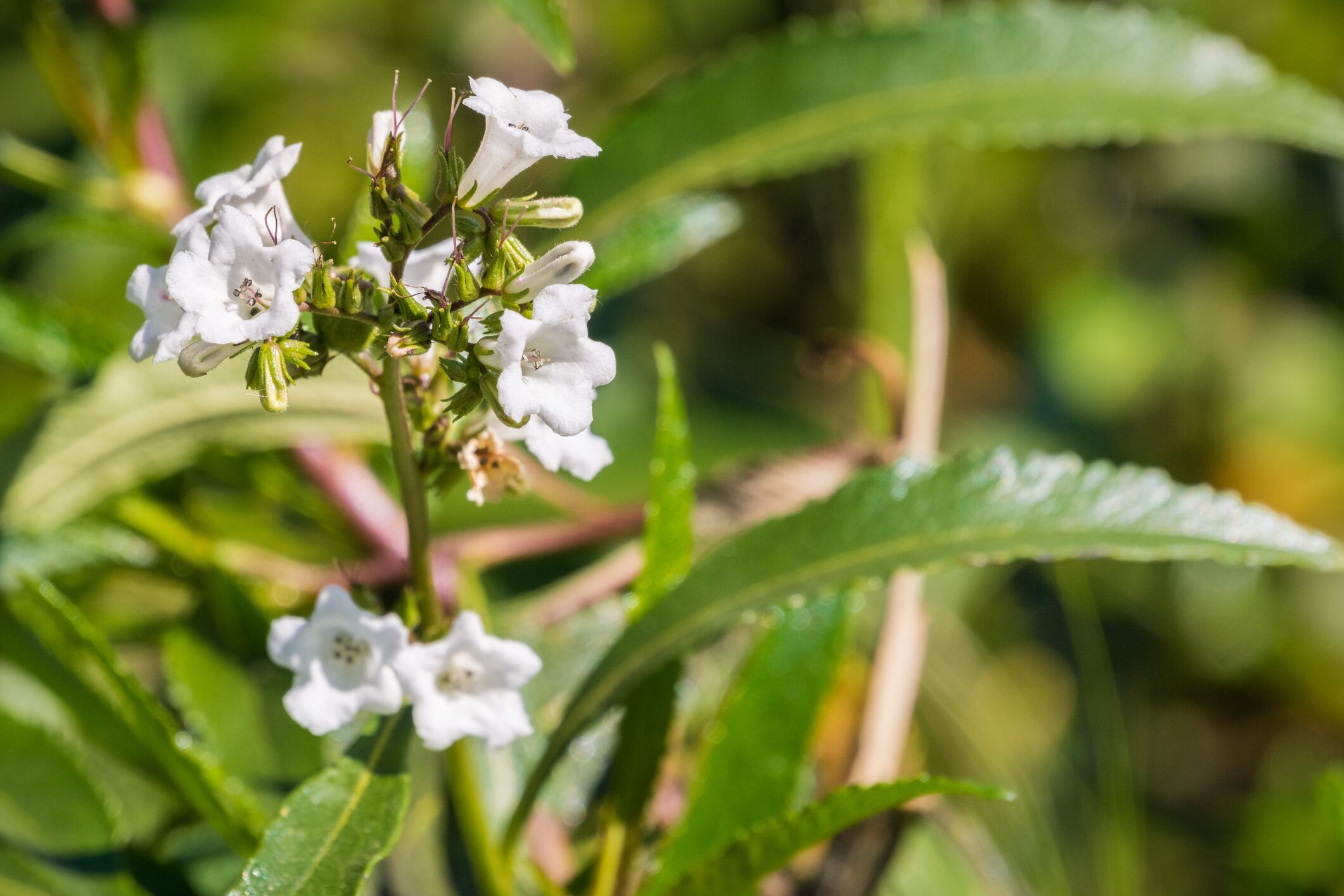 RCT supports Santa herba extract’s weight management and ‘energizing’ potential
