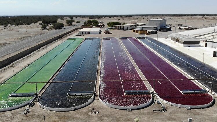 Chilean astaxanthin maker to distribute its branded NatAxtin in North America