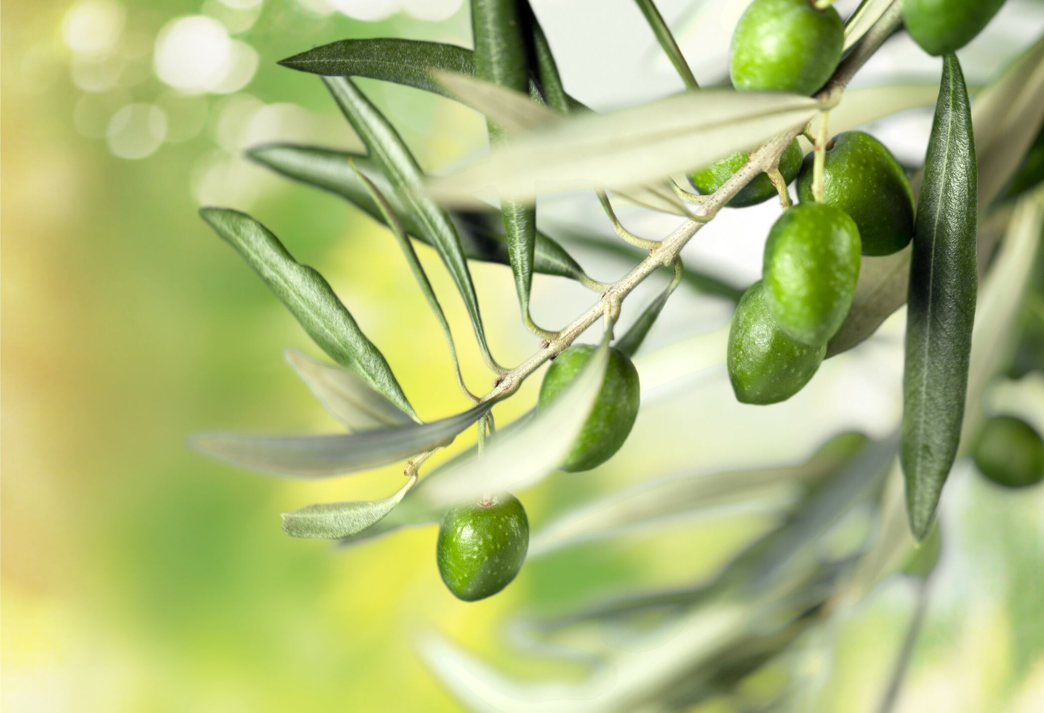Olive-leaf-tea-may-help-lower-blood-lipid-levels-RCT.jpg