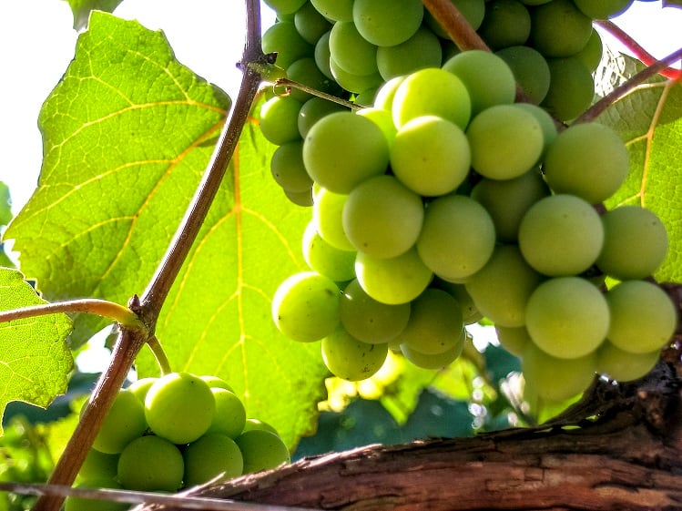 Brazilian-study-suggests-white-grape-juice-may-offer-weight-management-benefits.jpg