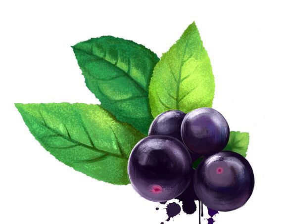 CK Nutraceuticals to distribute Chilean maqui ingredients