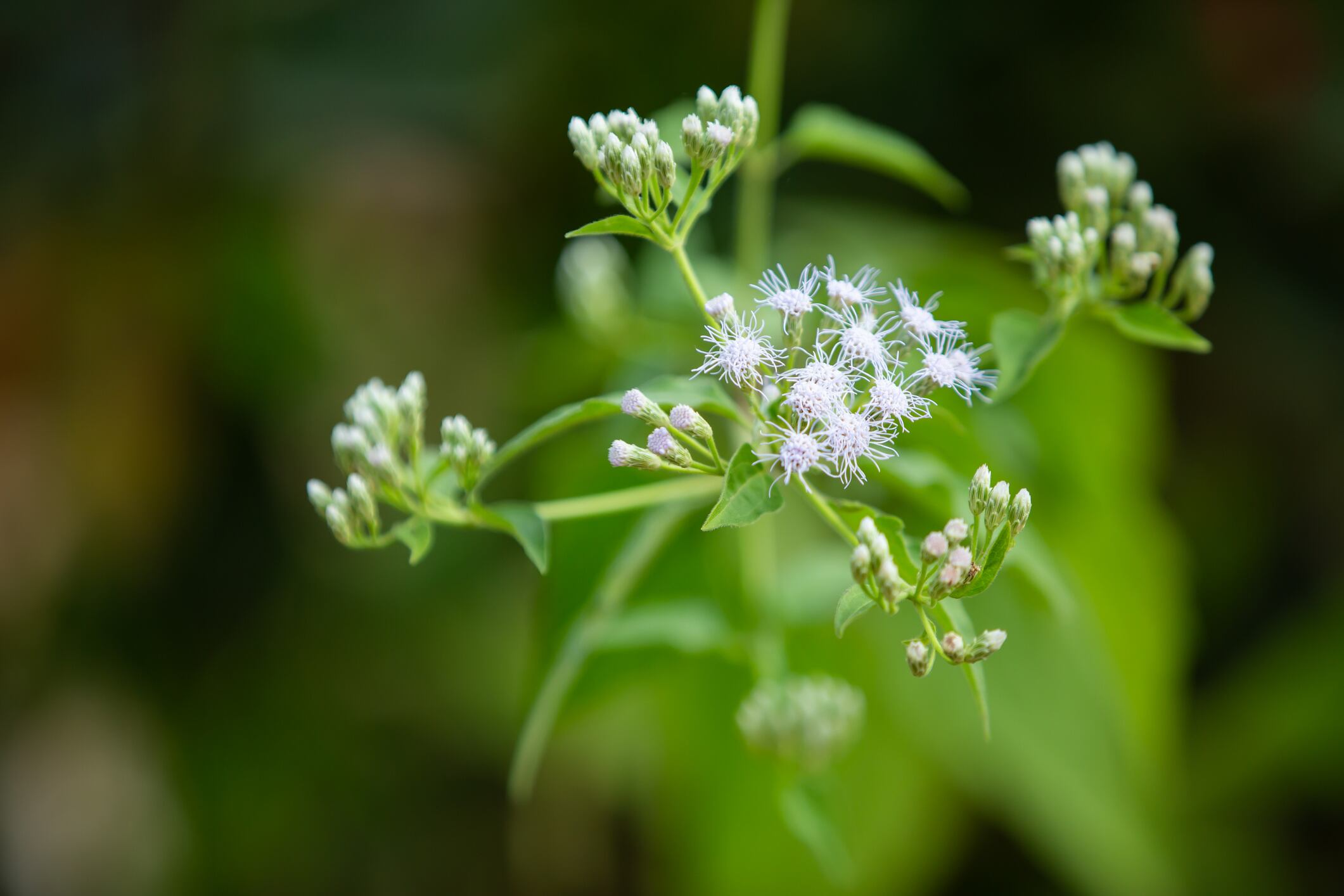 Gencor’s new prostate health ingredient: ‘There hasn’t been much innovation in this category until now’