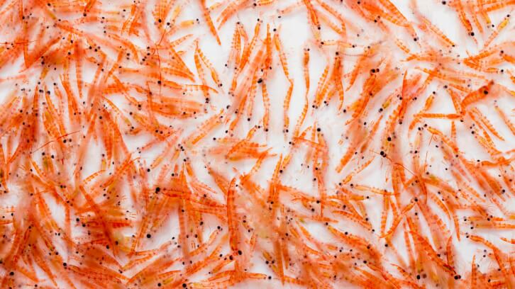 Kilyos Nutrition adds Aker BioMarine krill oil to Brazilian portfolio 