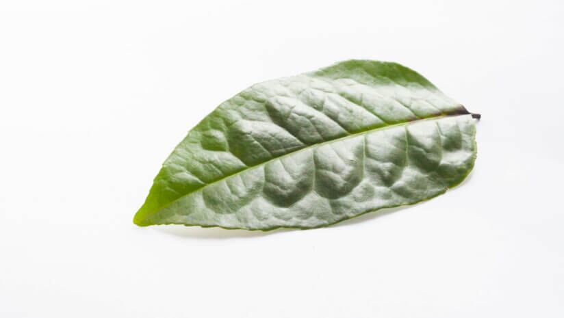 Study supports Guayusa leaf extract’s cognitive and mood benefits