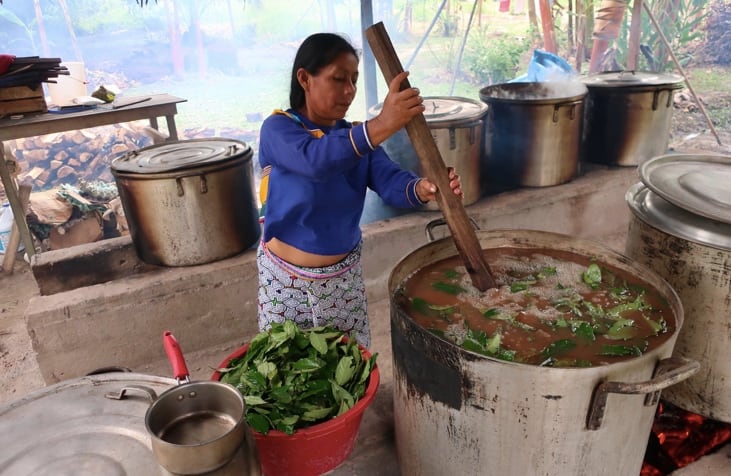 Despite rising popularity, ayahuasca supplies not imperiled as yet, expert finds