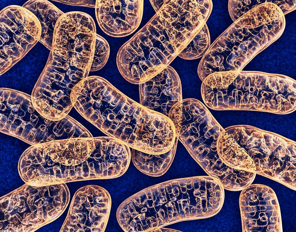 Study supports long-term safety of ChromaDex’s Niagen ingredient