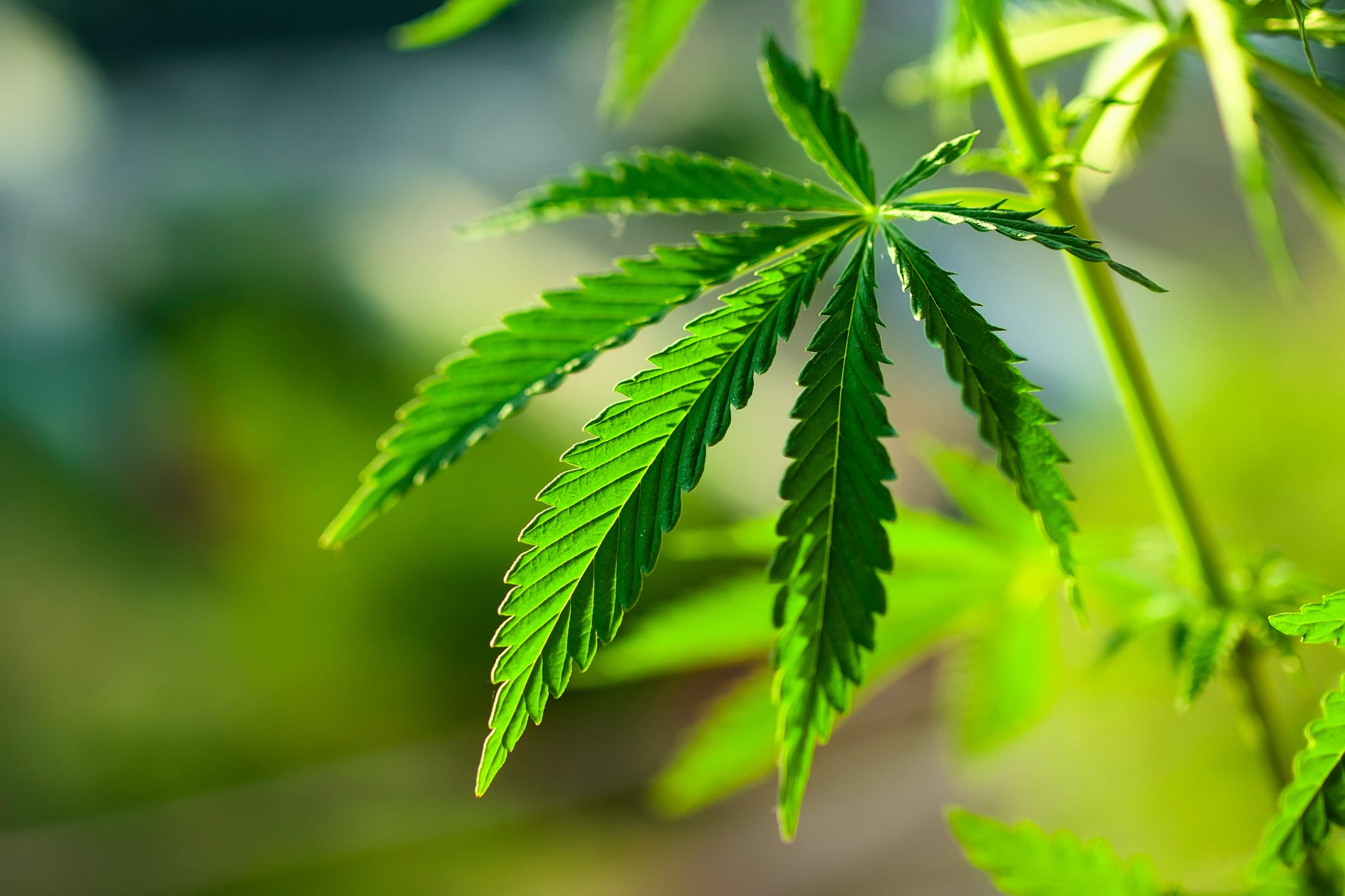 Colorado hemp industry looks to Latin American markets
