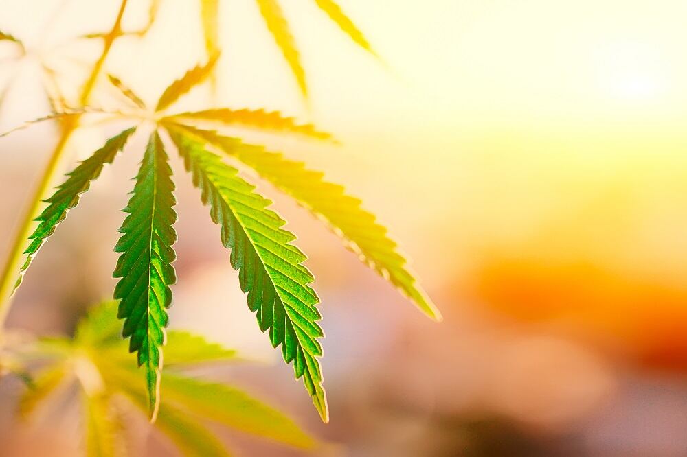 Canadian firm bets on Colombia for low cost hemp cultivation