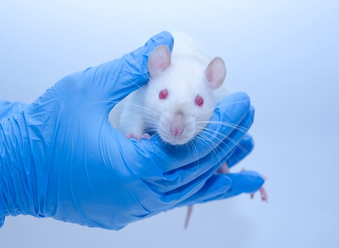 Rat study links flavonoids to less depression among offspring of overfed mothers