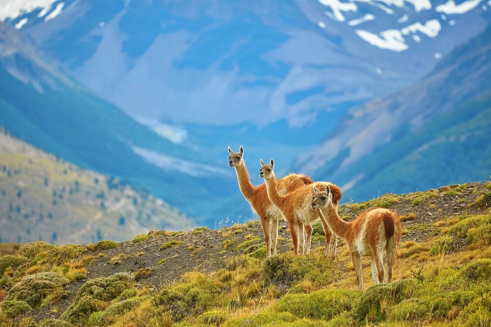 Patagonia-C-Getty-Images-encrier.jpg
