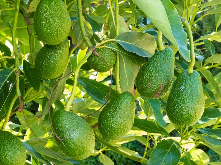 Waste not? Mexico avocado leaves 'important source' of antioxidants, finds study