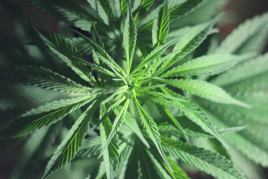 CBD regulation: Global clampdown or treading a careful path to acceptance?
