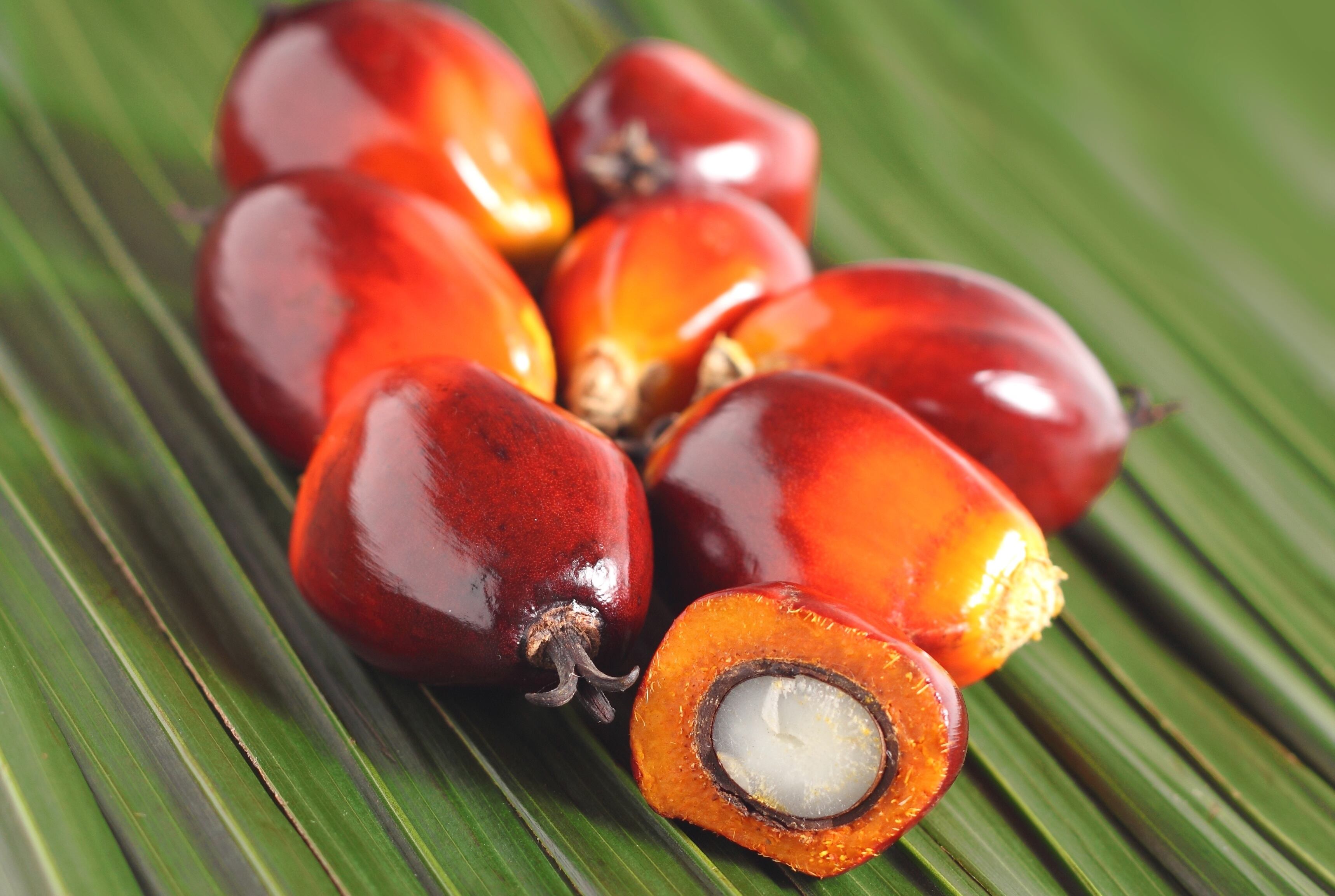 Palm fruit ingredient cuts diabetes, shows cognitive, gut benefits in rat model