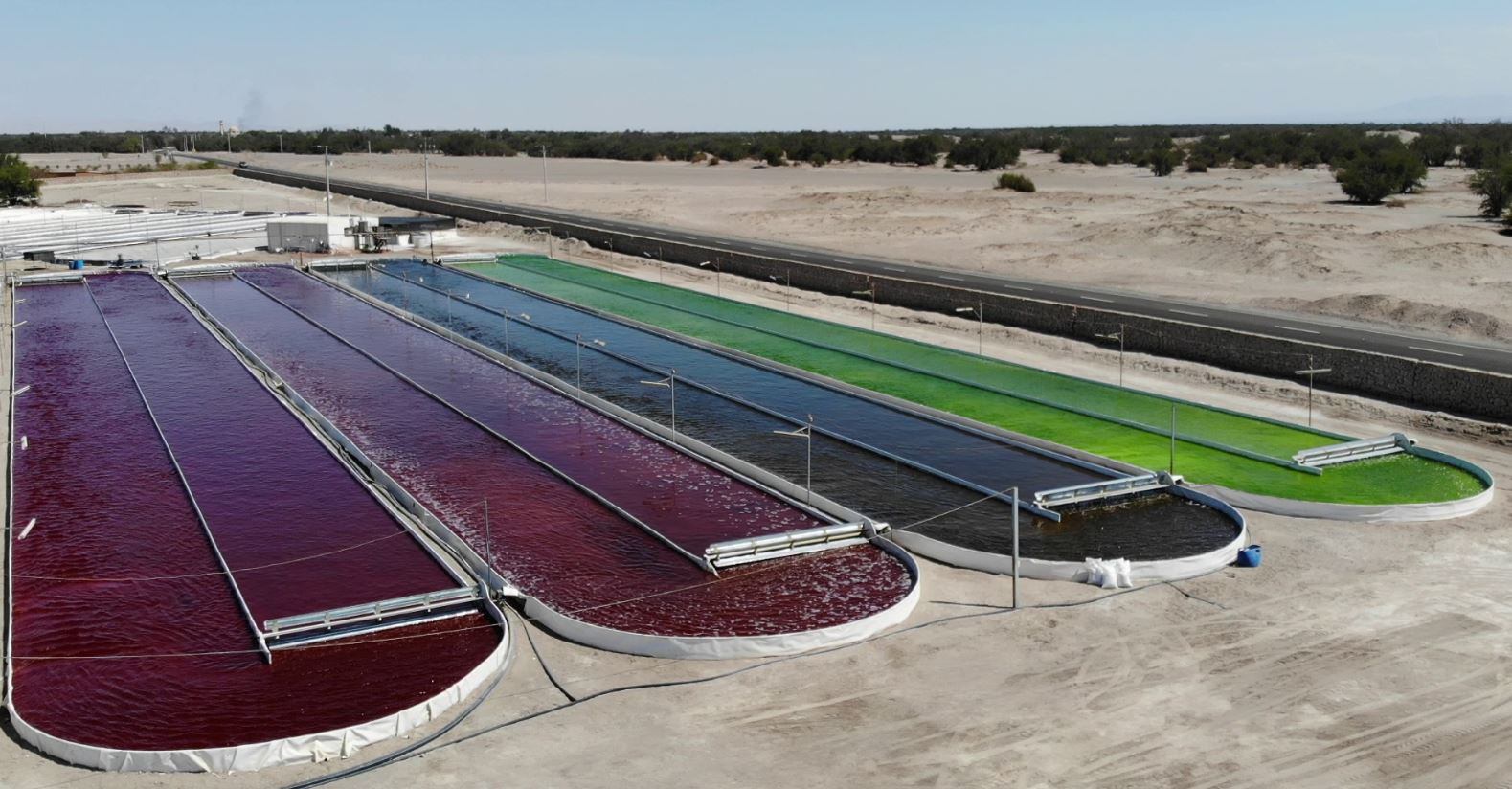 Chilean astaxanthin firm eyes potential in South East Asia