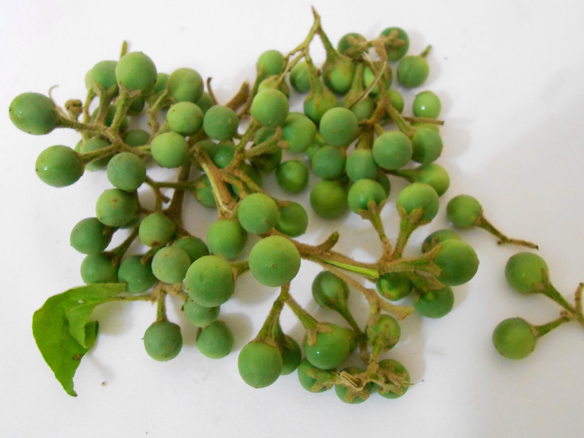 Researchers-characterize-potential-of-multifaceted-traditional-botanical.jpg