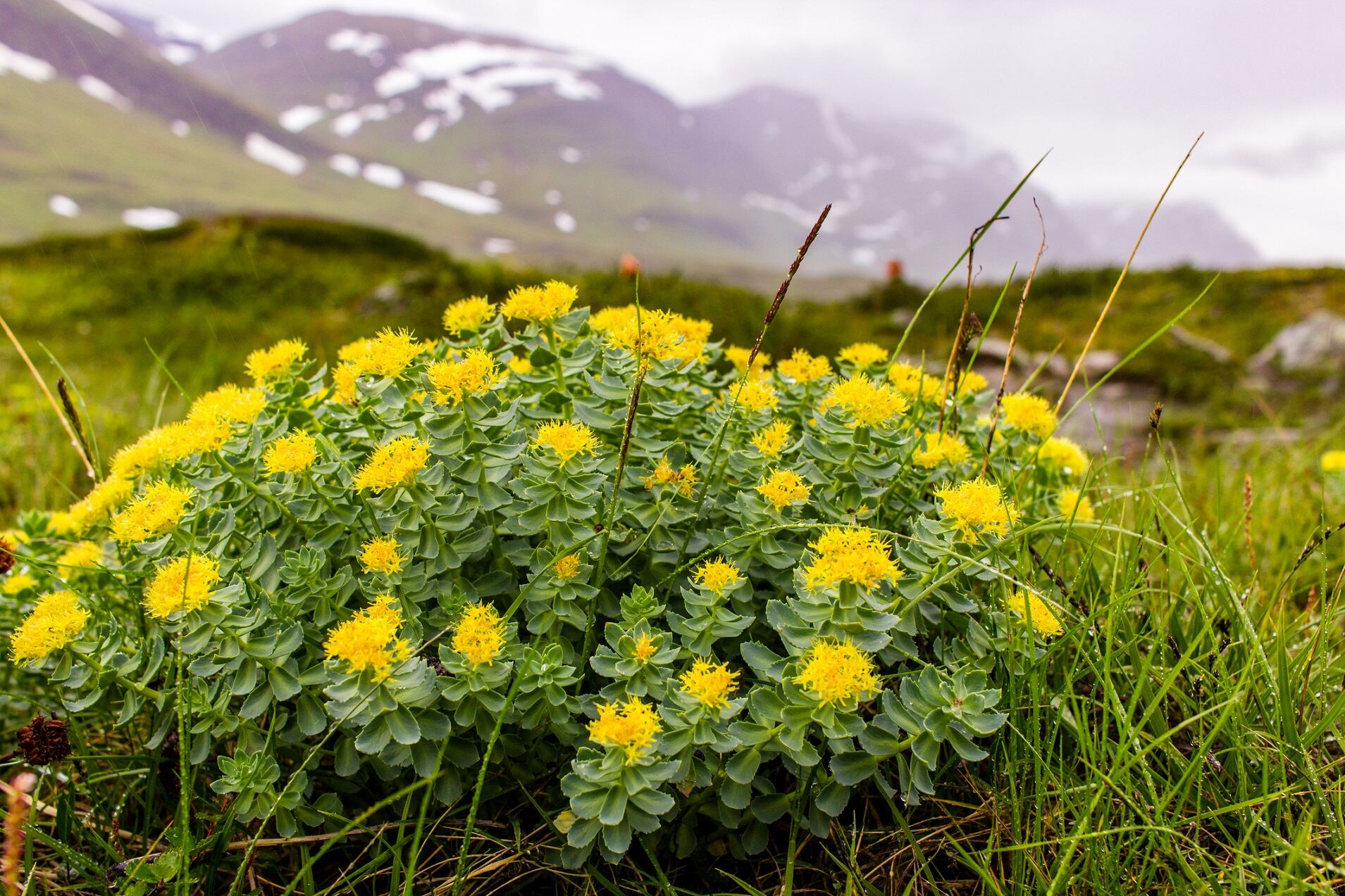Rhodiola supply: Experts call for control of international wild supply, recommend more cultivation