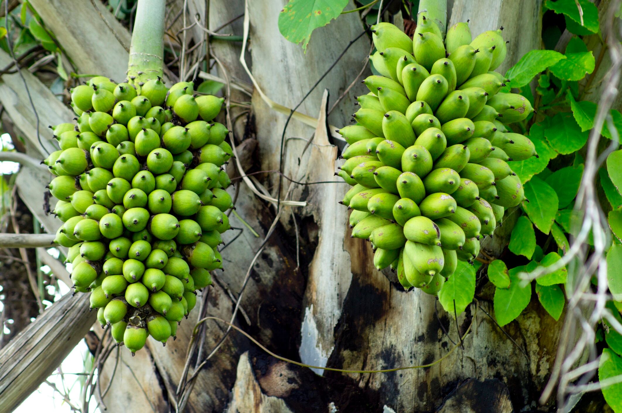 Mouse study highlights potential health benefits of Macauba pulp oil