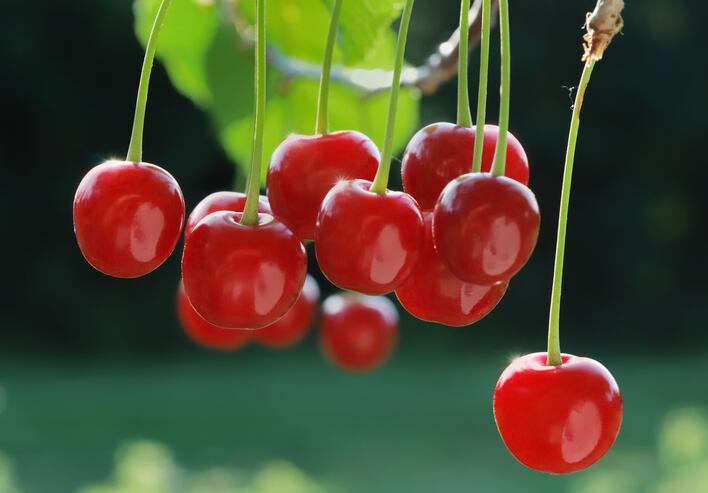 ‘Significant improvements in endurance performance’, says 1st meta-analysis of tart cherry benefits
