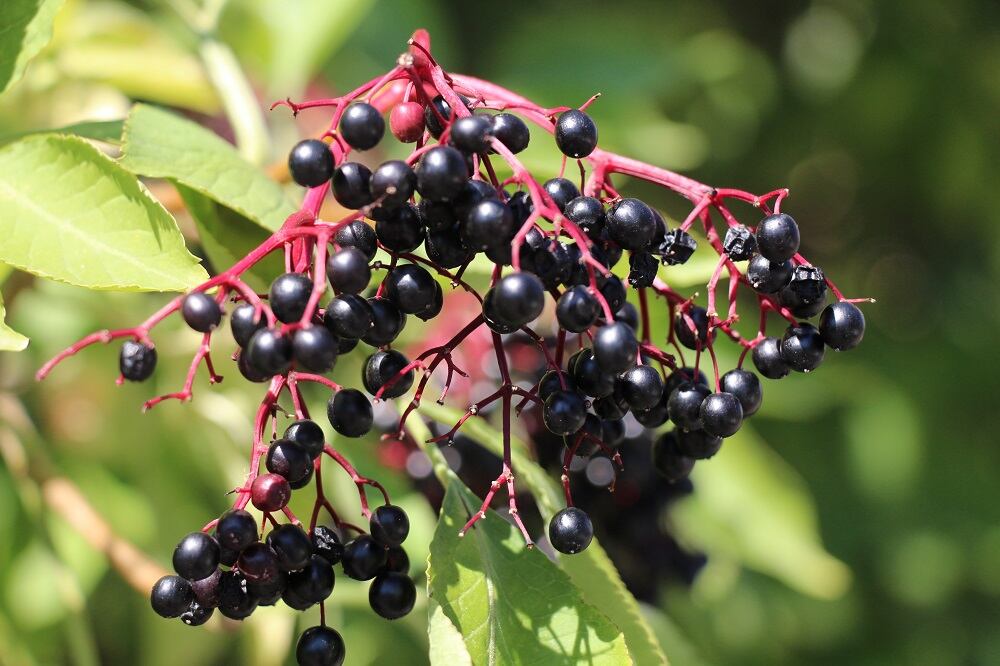 Elderberry polyphenols may boost Akkermansia levels: Human data