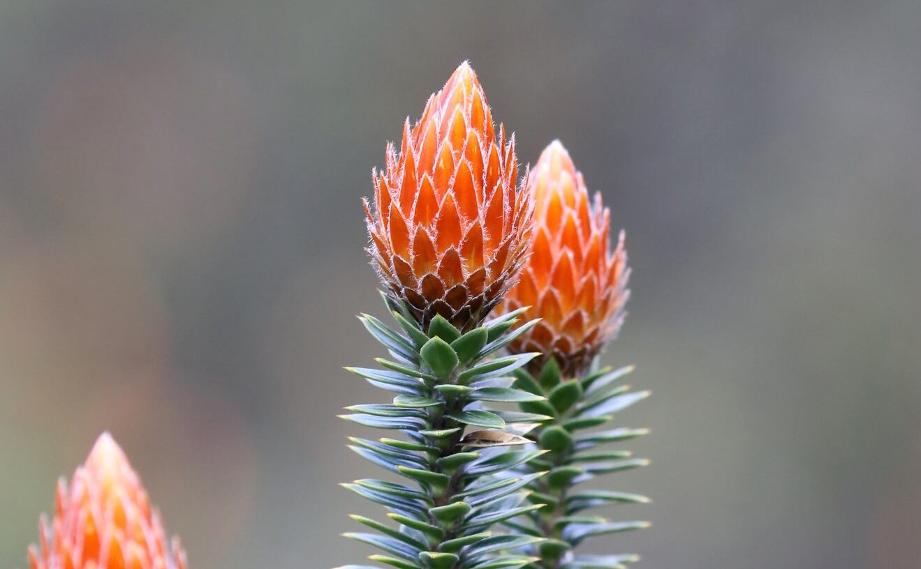 Ecuadorian Chuquiraga may be ‘important source of bioactives’