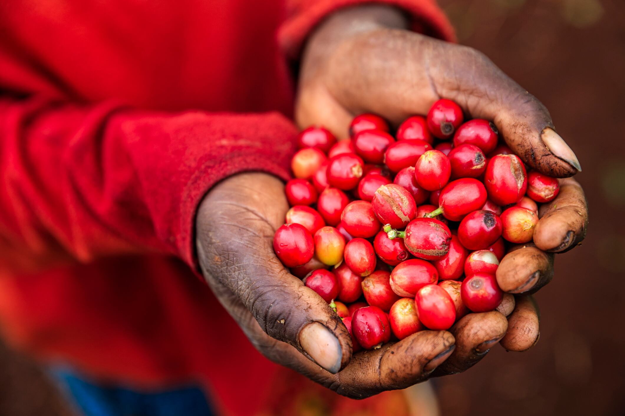 Coffee berry extract may boost alertness & mood: PepsiCo study