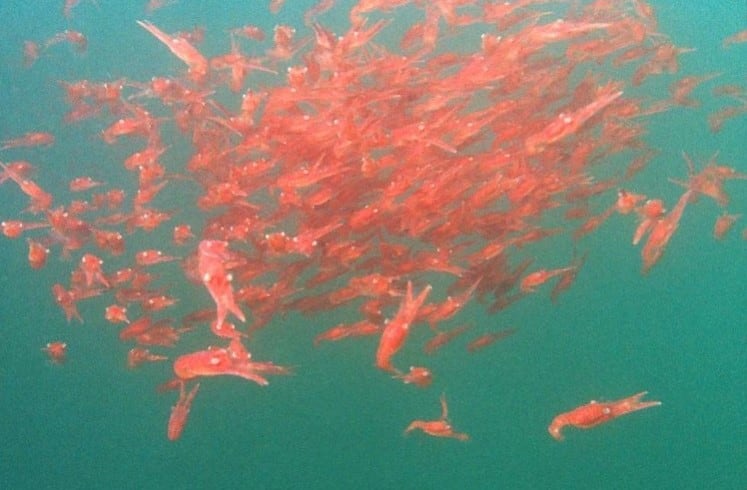 Krill oil may aid in metabolic-health linked complications, AkerBiomarine study finds 