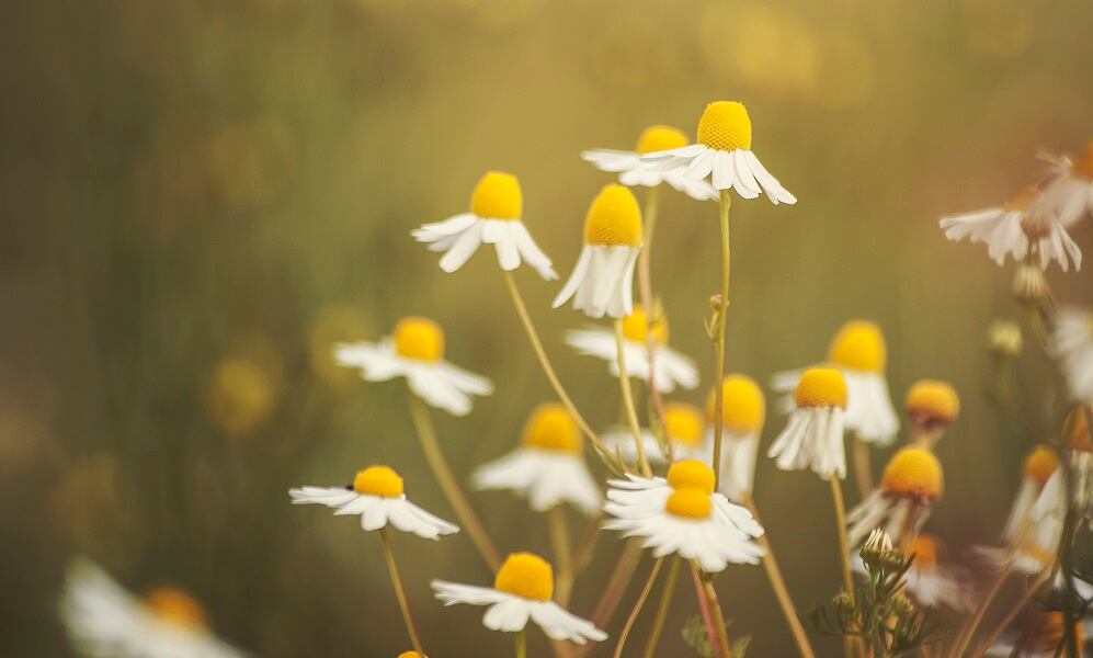 Botanical yields fall as climate change affects harvests