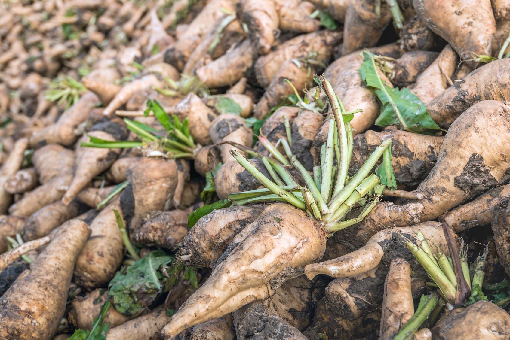 Beneo expands production capacity in Chile while reducing energy needs