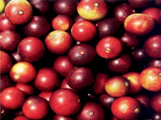 Camu-camu-Bobyhus25-Wikimedia-Commons.jpg