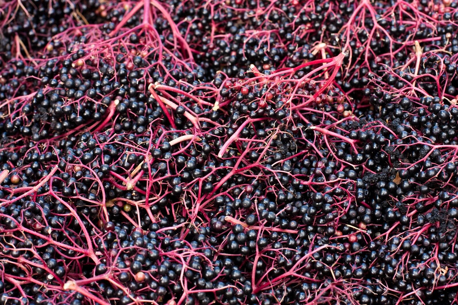 Elderberries-C-Copit-Getty-Images.jpg