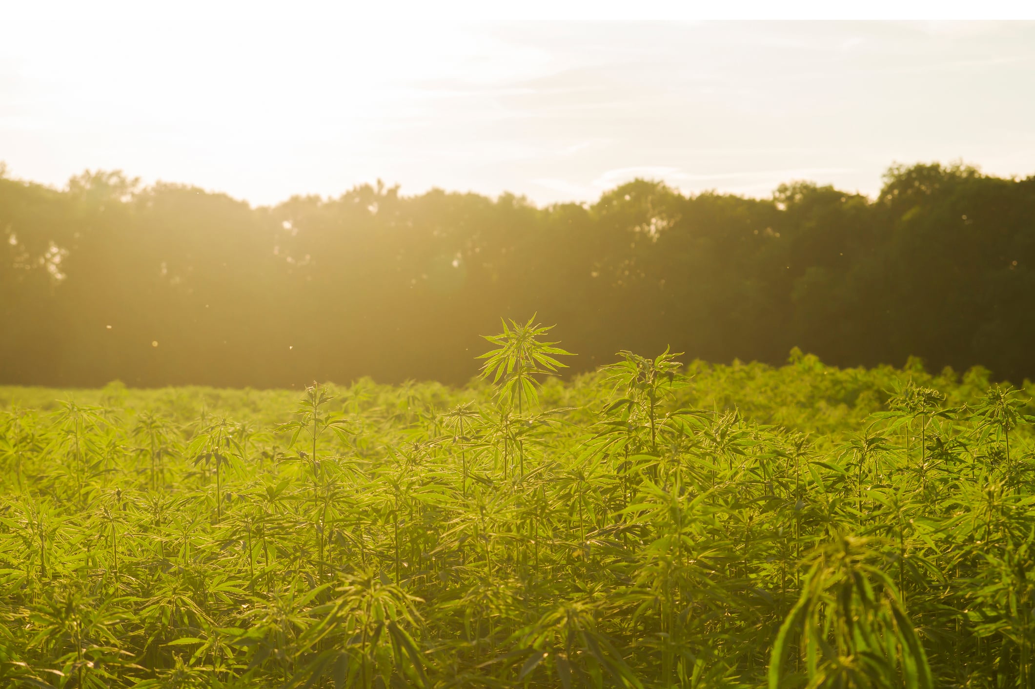 Industrial hemp in LATAM to grow to US$1.3bn by 2027