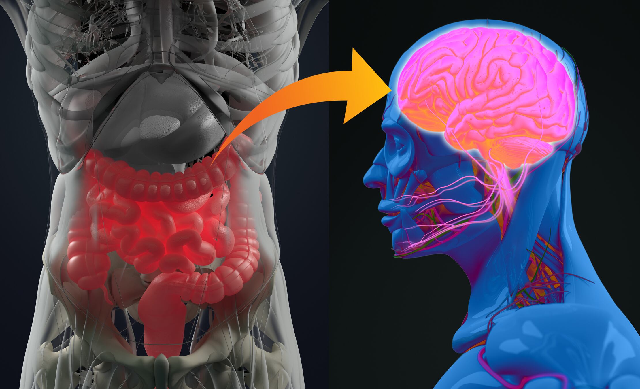 ‘Promising’: Multi-strain probiotic may held modulate behavior in healthy people