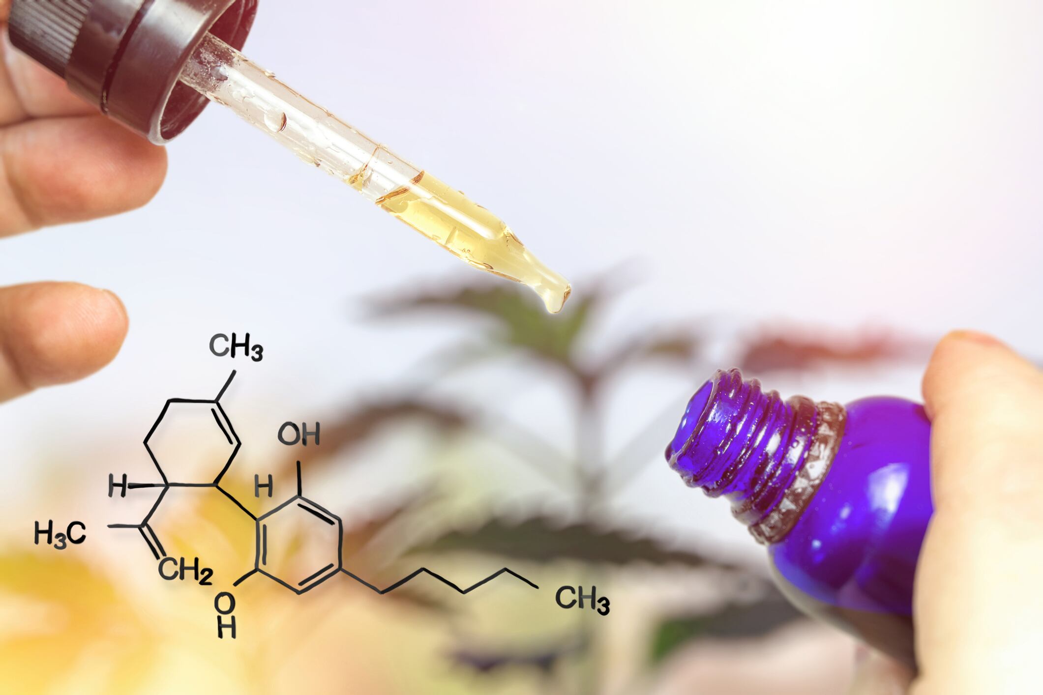 CBD in Latin America: What can we expect?