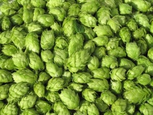 Hops © Getty Images BasieB