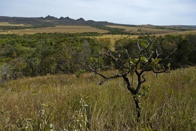 The Cerrado landscape in Brazil. Photo: Jonathan Wilkins/Wikimedia Commons