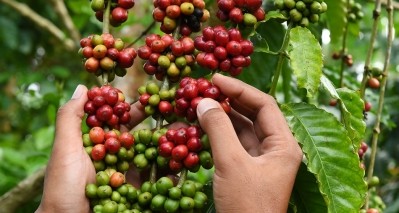 Colombian coffee cherry startup Sanam to exhibit at Expo West 2020