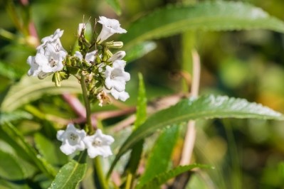 Santa herba (Eriodictyon californicum) is also known as mountain balm or yerba santa. Image © Sundry Photography / Getty Images