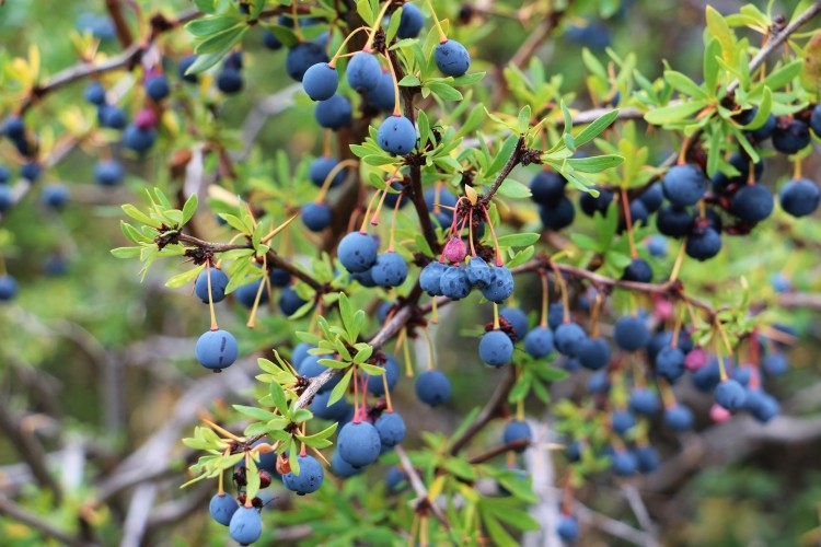 Calafate Berries in Argentina Patagonia region.  Image © Getty Images / Eminaldo