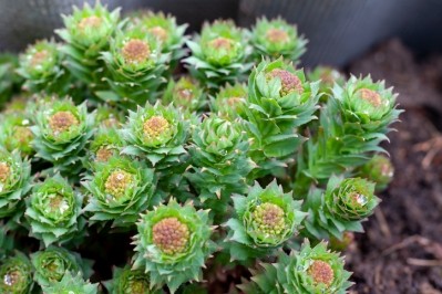 Rhodiola is one of the medical and aromatic plants that is particularly affected by climate change, according to the authors of the HerbalGram article. Getty Images